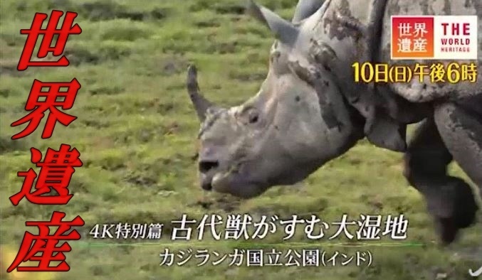 世界遺産 インド カジランガ国立公園 4k特別篇 18年6月10日 Tbs あっちゃんのテレビネタブログ